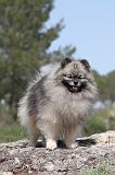 SPITZ ALLEMAND 045